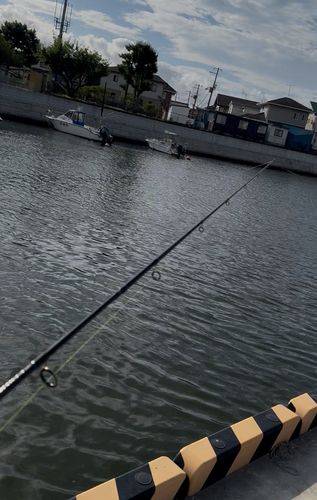 ハゼの釣果