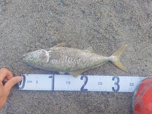 ワカシの釣果