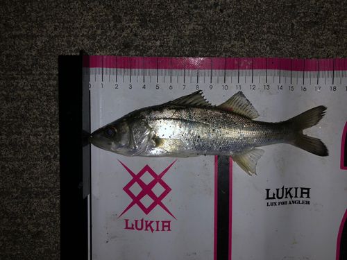 セイゴ（マルスズキ）の釣果
