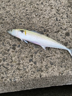 サゴシの釣果