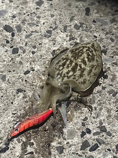コウイカの釣果