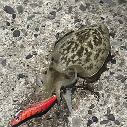 コウイカ