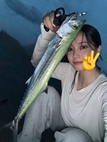 サゴシの釣果