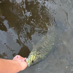 スモールマウスバス