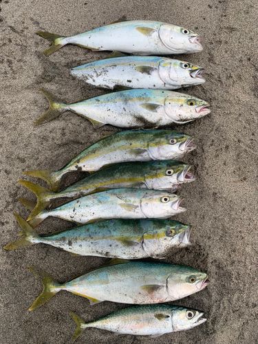 中田島サーフ