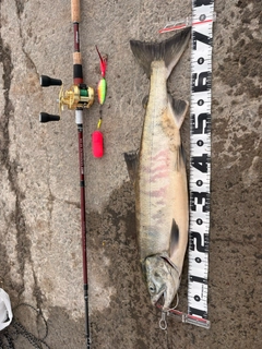 シロザケの釣果