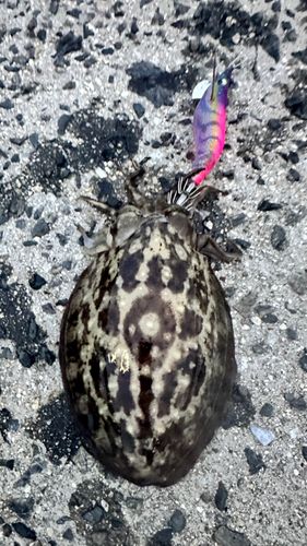 コウイカの釣果