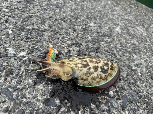 笠戸湾