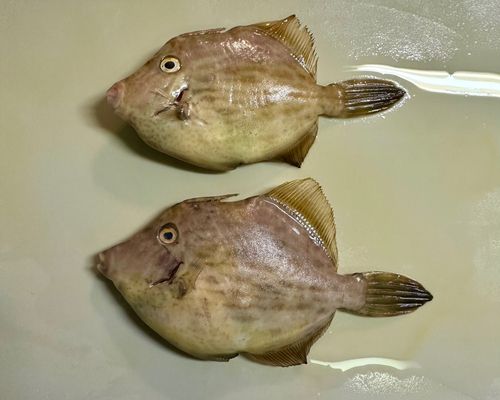 カワハギの釣果