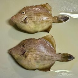 カワハギ