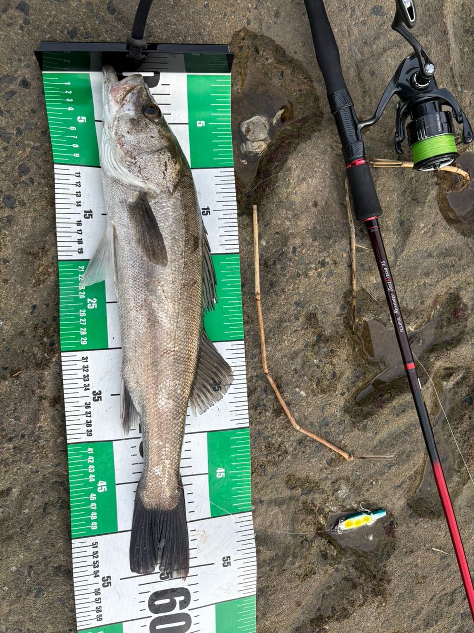 フッコ（マルスズキ）