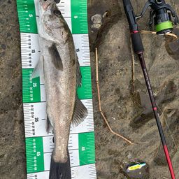 フッコ（マルスズキ）