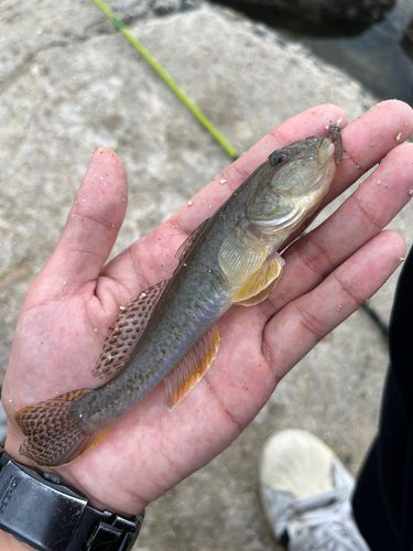 マハゼの釣果