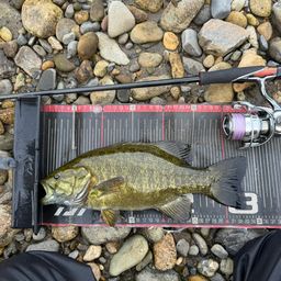 スモールマウスバス