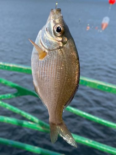 ウミタナゴの釣果