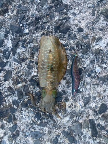アオリイカの釣果