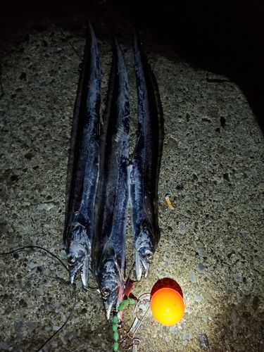 タチウオの釣果