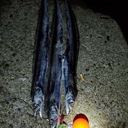 タチウオ