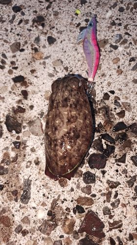コウイカの釣果