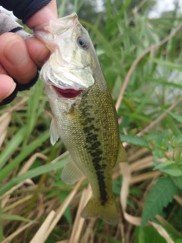 ラージマウスバスの釣果