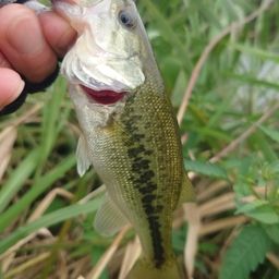 ラージマウスバス