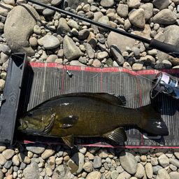 スモールマウスバス