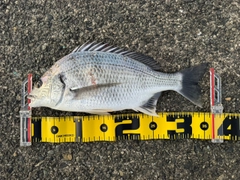 キビレの釣果