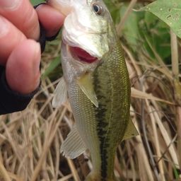 ラージマウスバス