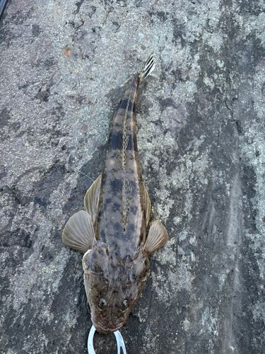 マゴチの釣果