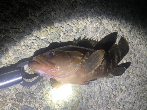 アコウの釣果