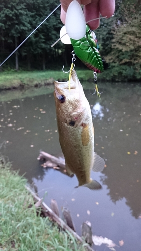 ブラックバスの釣果