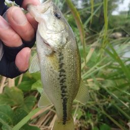 ラージマウスバス