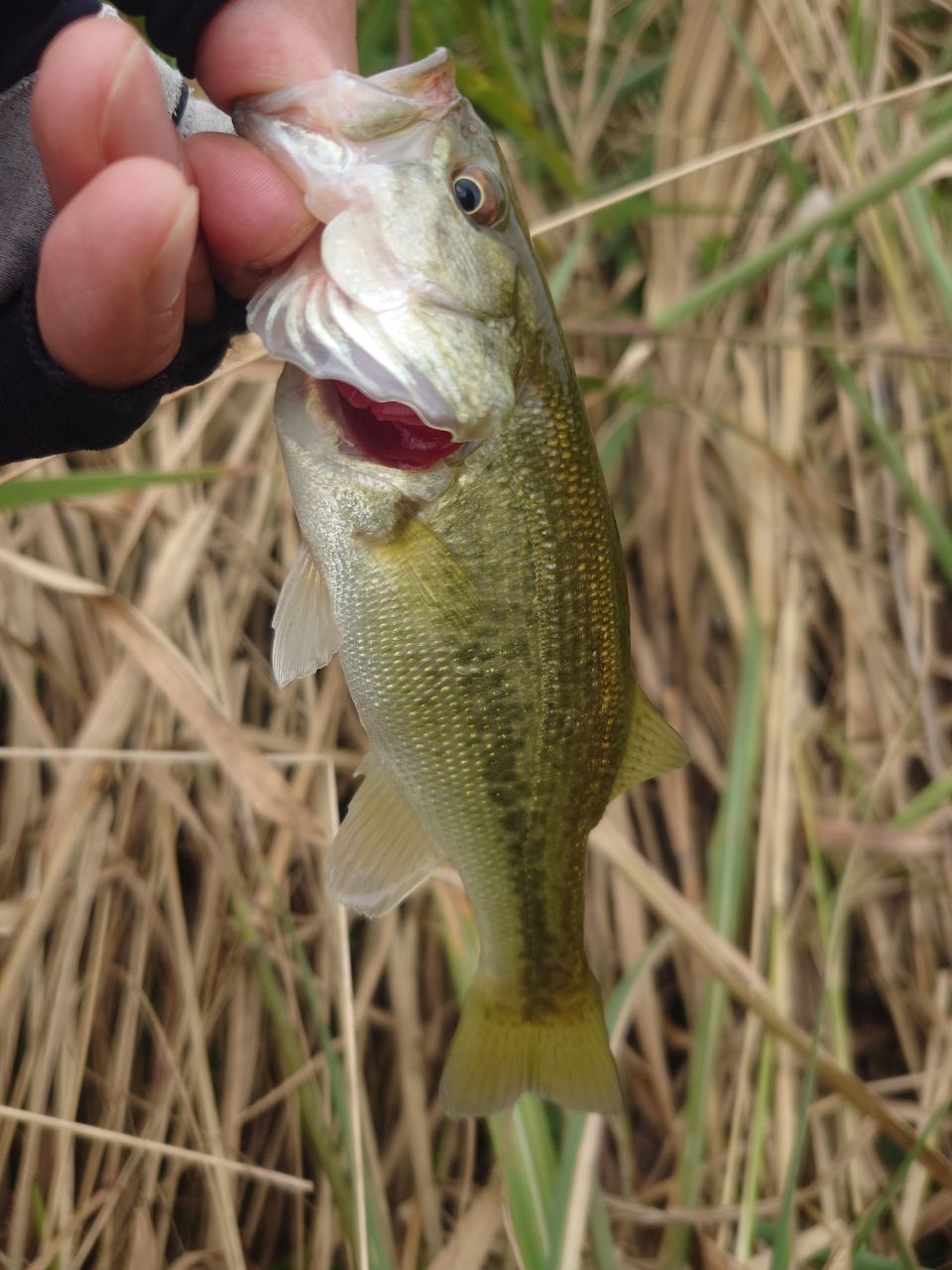 ラージマウスバス