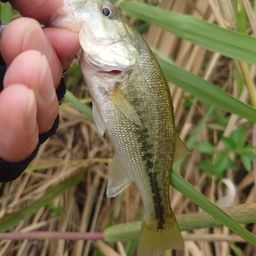 ラージマウスバス