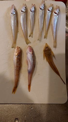 ホシノエソの釣果