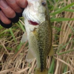 ラージマウスバス