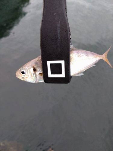 三陸海岸（青森）
