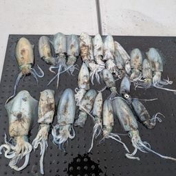 アオリイカ