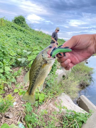 ラージマウスバスの釣果