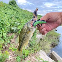 ラージマウスバス