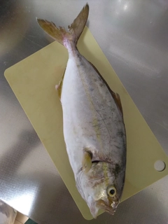 ショゴの釣果