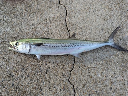 サゴシの釣果