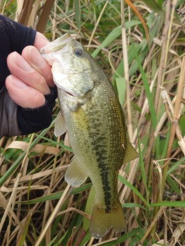 ラージマウスバスの釣果