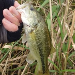 ラージマウスバス