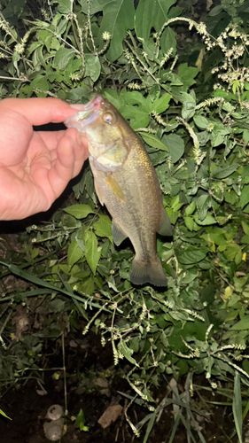 ブラックバスの釣果