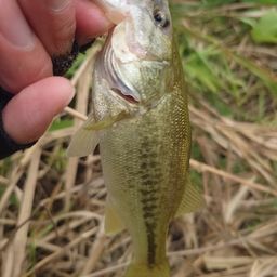 ラージマウスバス