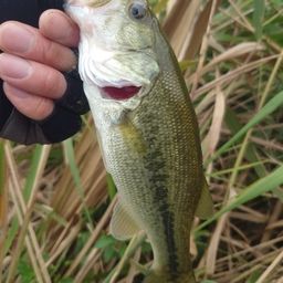 ラージマウスバス