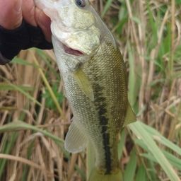 ラージマウスバス