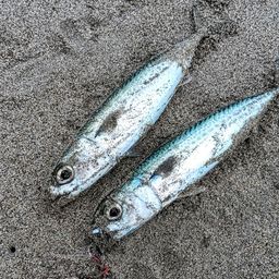 サバ