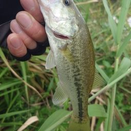 ラージマウスバス